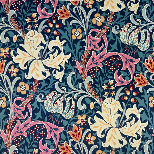 Golden Lily Tempest (CVL086)